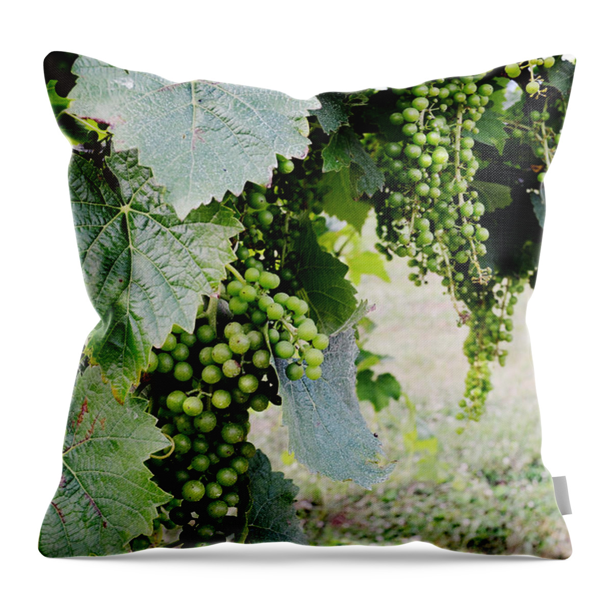 Grapes Throw Pillow featuring the photograph Before the Harvest by La Dolce Vita
