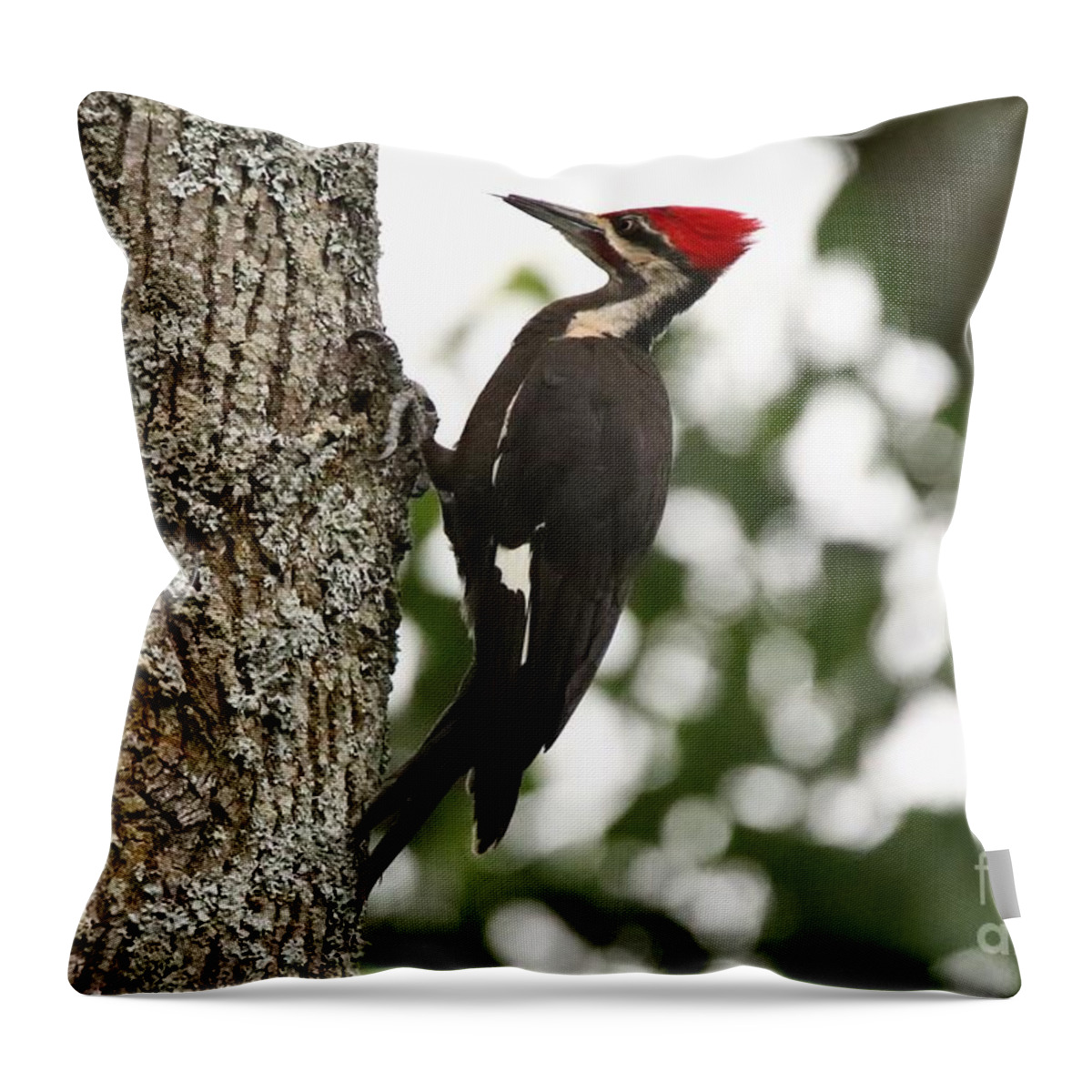  Pileated Woodpecker Throw Pillow featuring the photograph Behold the Pileated Woodpecker by Tony Lee