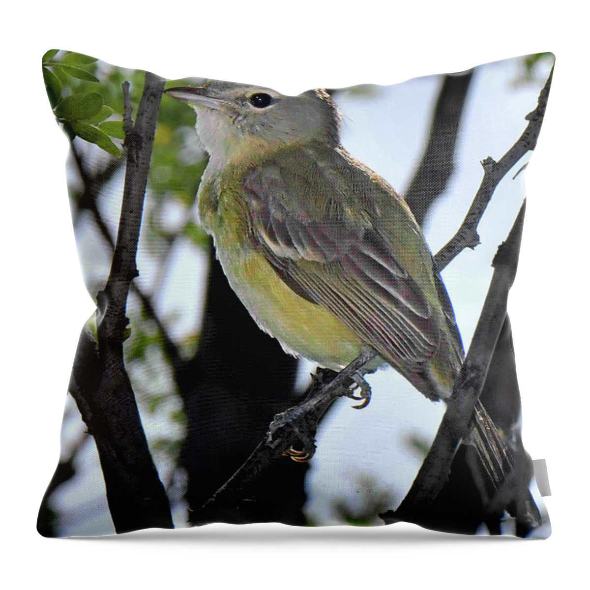 Bird Throw Pillow featuring the photograph Bell's Vireo by Alan Lenk