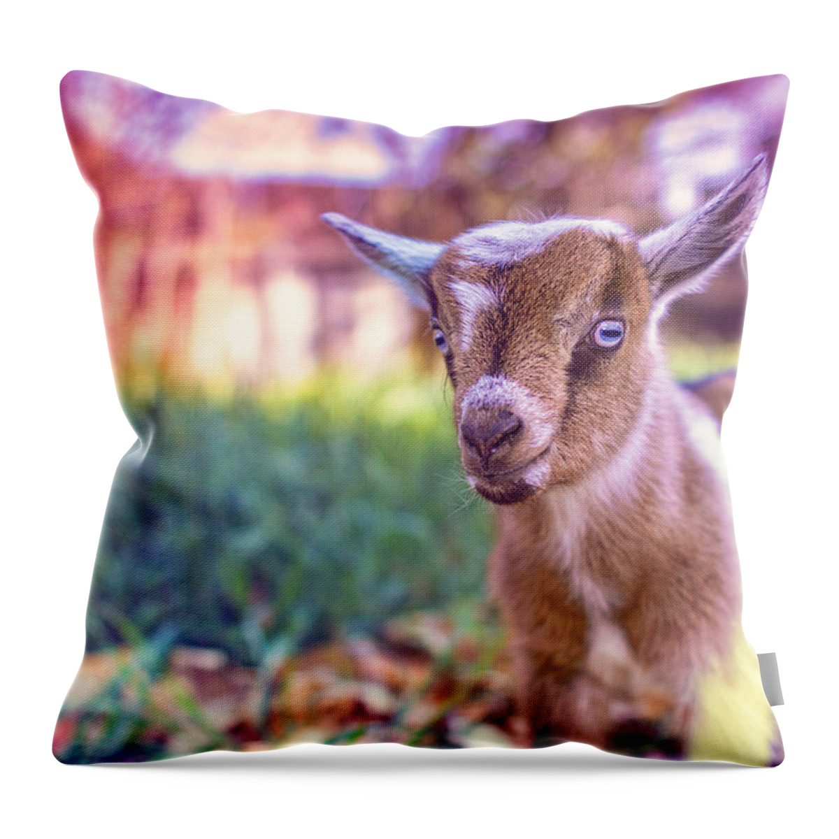 Goat Throw Pillow featuring the photograph Bert by TC Morgan