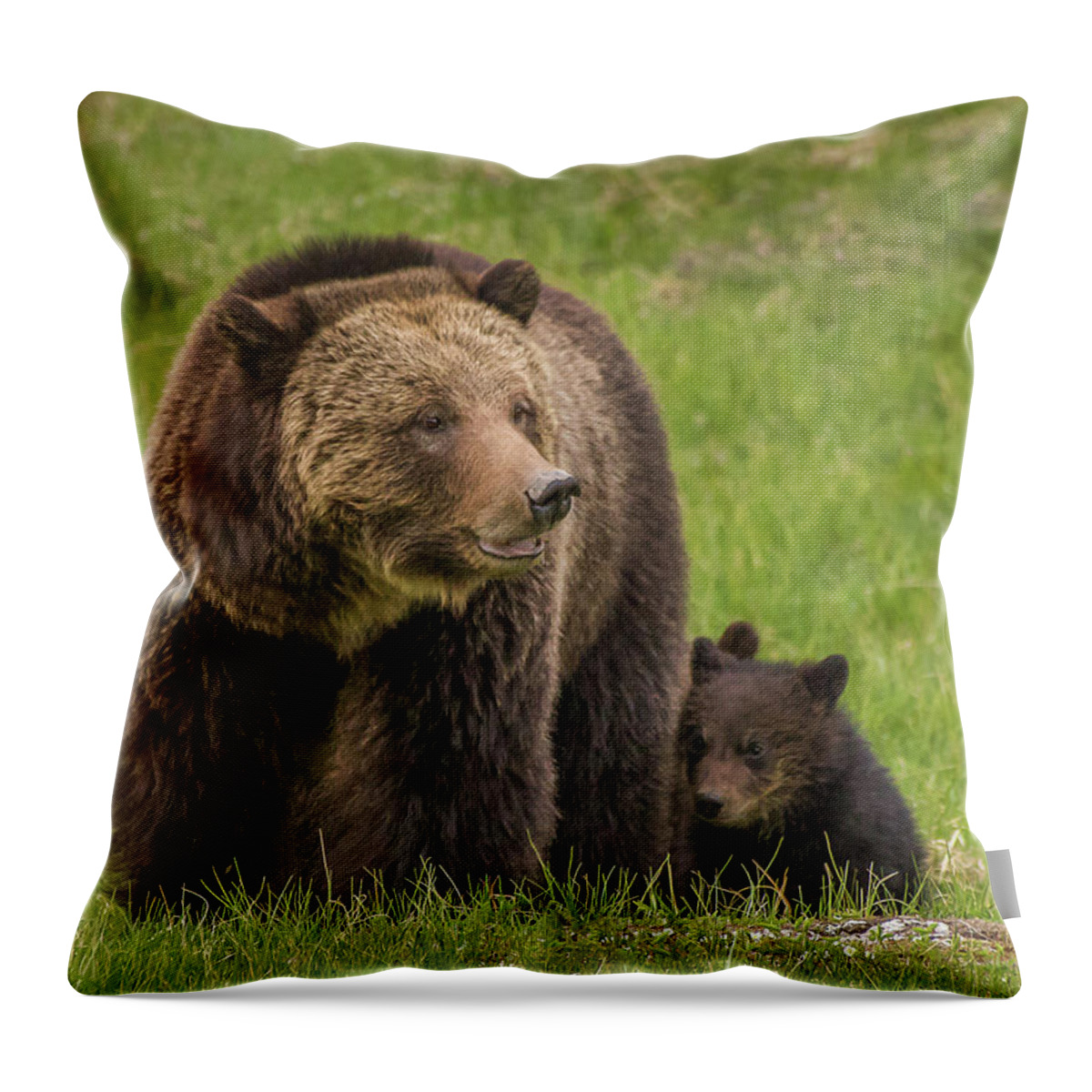 Spring Throw Pillow featuring the photograph Beryl Grizzlies In Spring 2017 by Yeates Photography