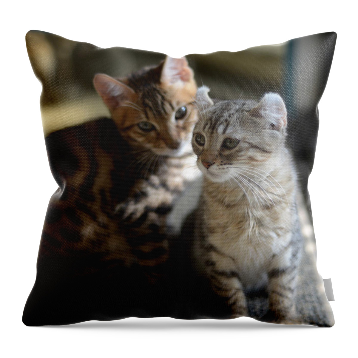 Kittens Throw Pillow featuring the photograph Best Buds by Craig Incardone