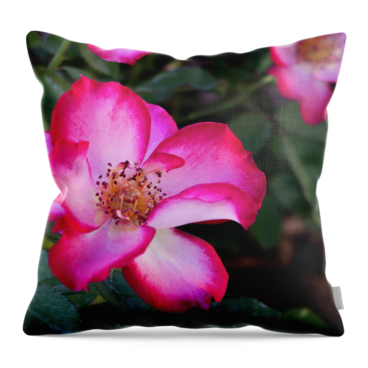 Close-up Throw Pillow featuring the photograph Betty Boop Roses by K Bradley Washburn