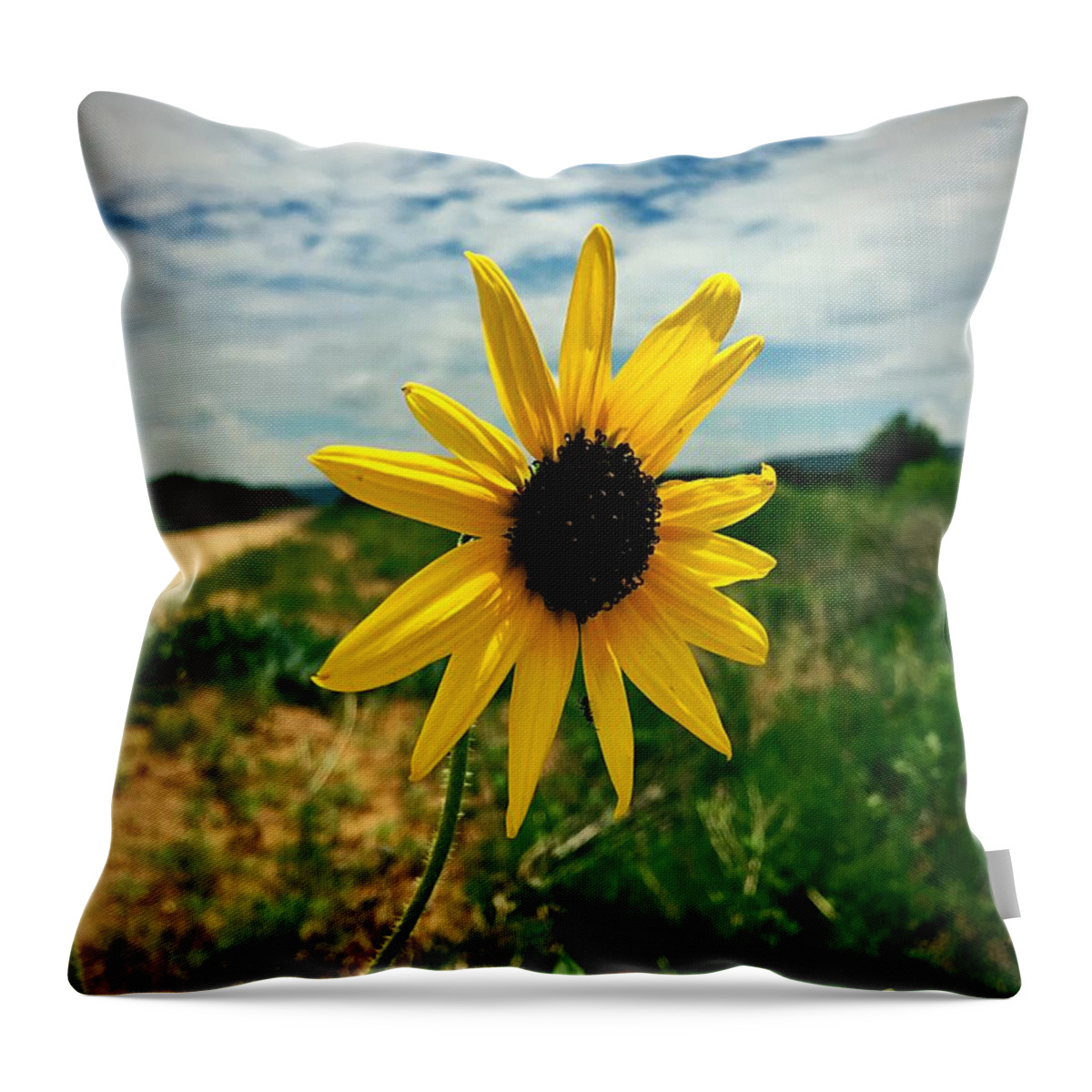 Sunflower Throw Pillow featuring the photograph Between Heaven And Earth by Brad Hodges