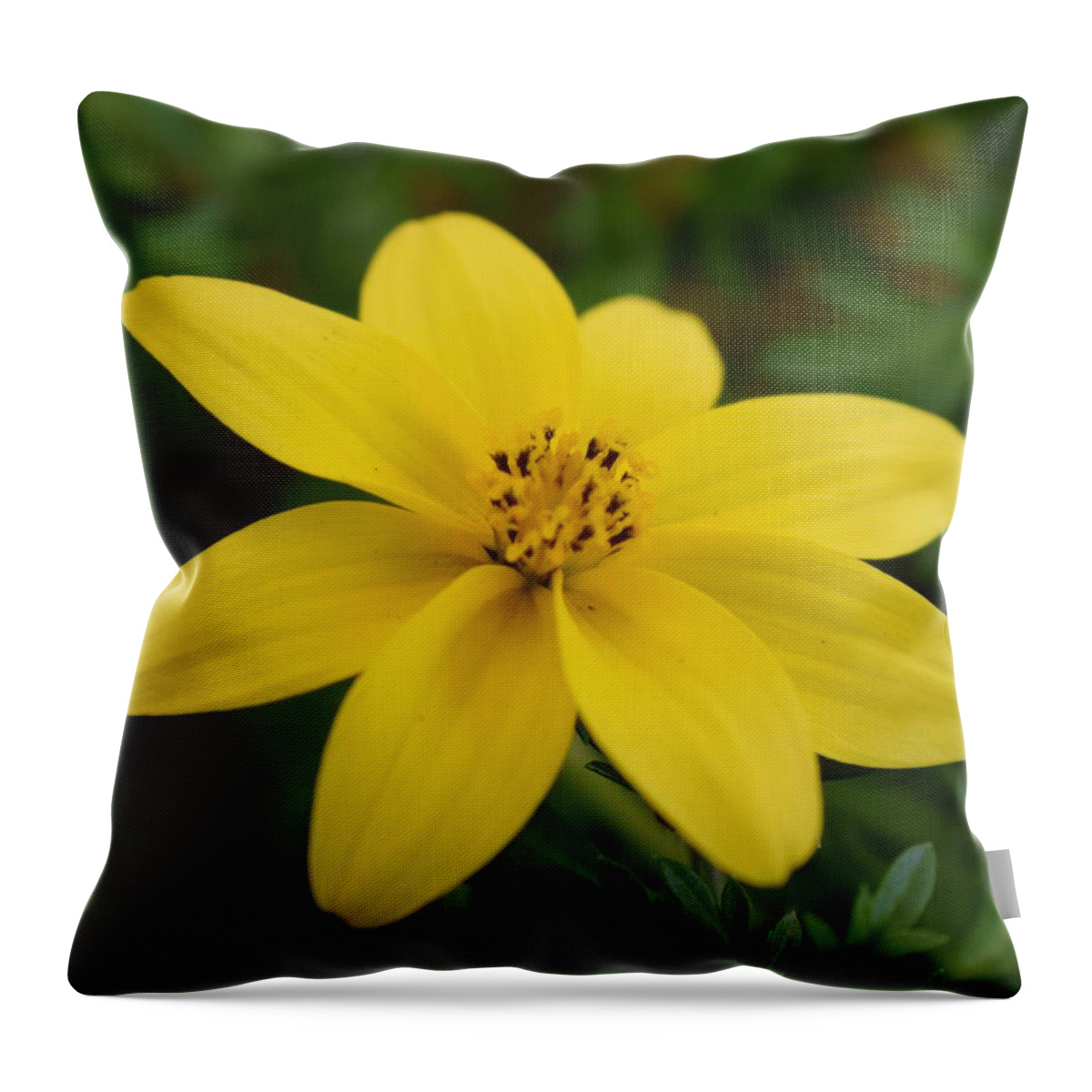 Yellow Throw Pillow featuring the photograph Bidens 'Yellow Charm' by Jimmy Chuck Smith