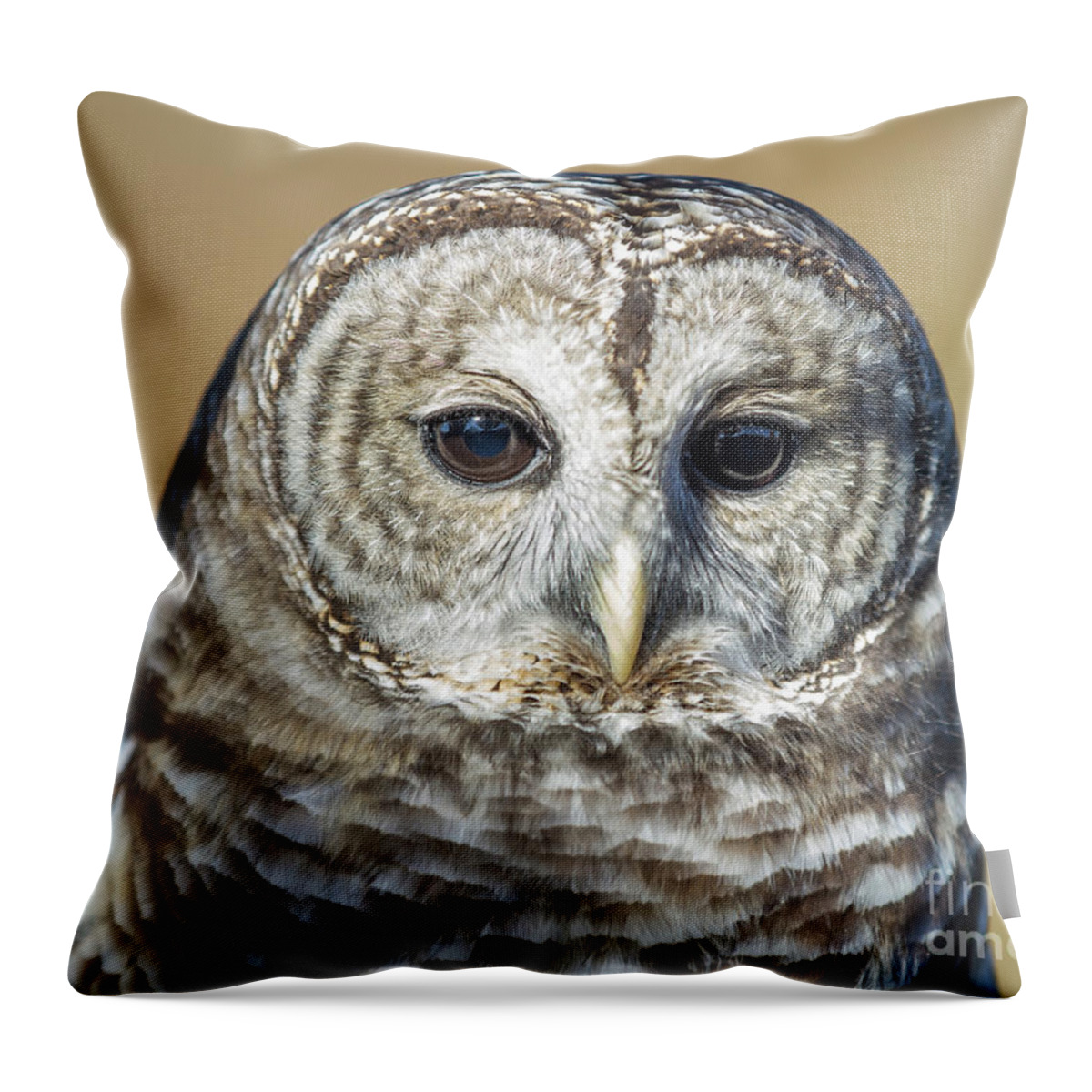 Barred Owl Throw Pillow featuring the photograph Big Brown Eyes by Chris Scroggins