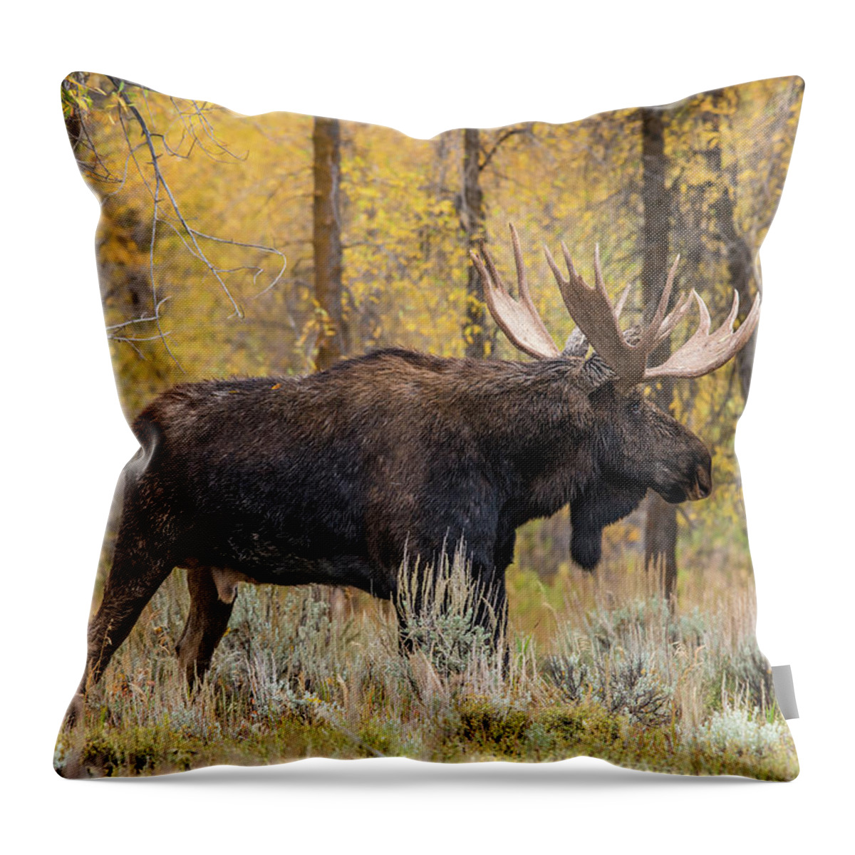 Bull Moose Throw Pillow featuring the photograph Big Bull Washakie by Yeates Photography