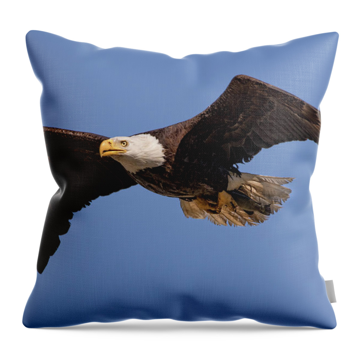 Bald Eagle Throw Pillow featuring the photograph Big Eagle by Beth Sargent