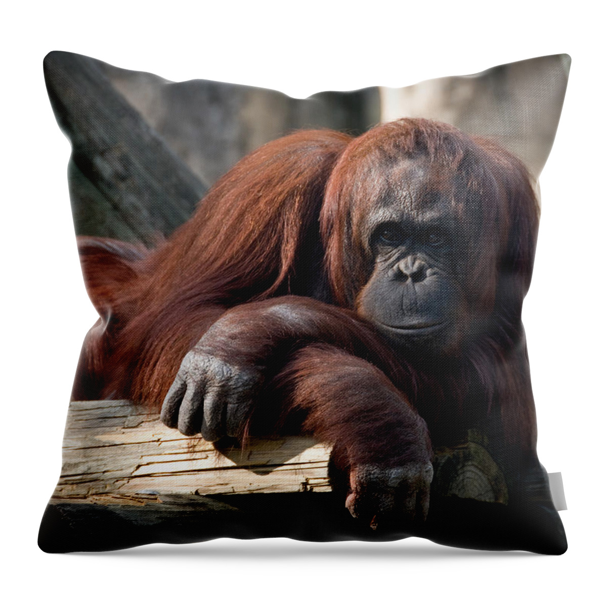 Orangutang Throw Pillow featuring the photograph Big Hands by Steven Sparks