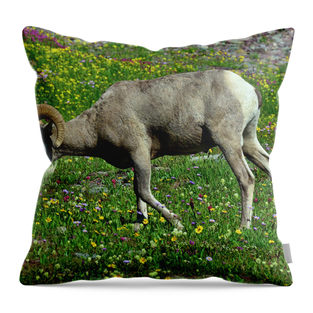 Glacier Throw Pillow featuring the photograph Big Horn Ram Eating Flowers in Glacier National Park by Bruce Gourley
