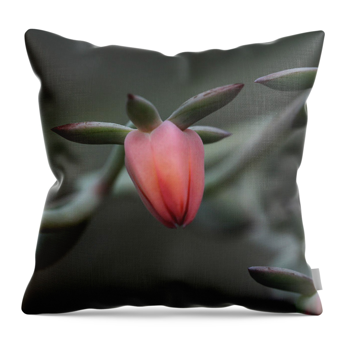 Succulent Throw Pillow featuring the photograph Bijou by Connie Handscomb