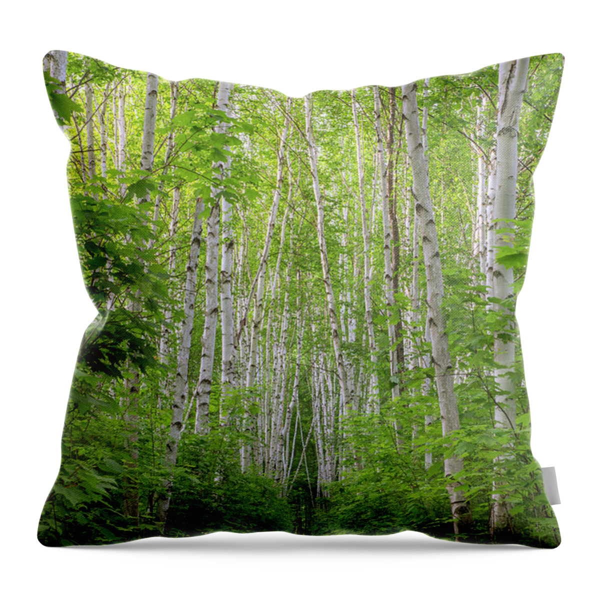 Birch Throw Pillow featuring the photograph Birch Path Spring #2 by White Mountain Images