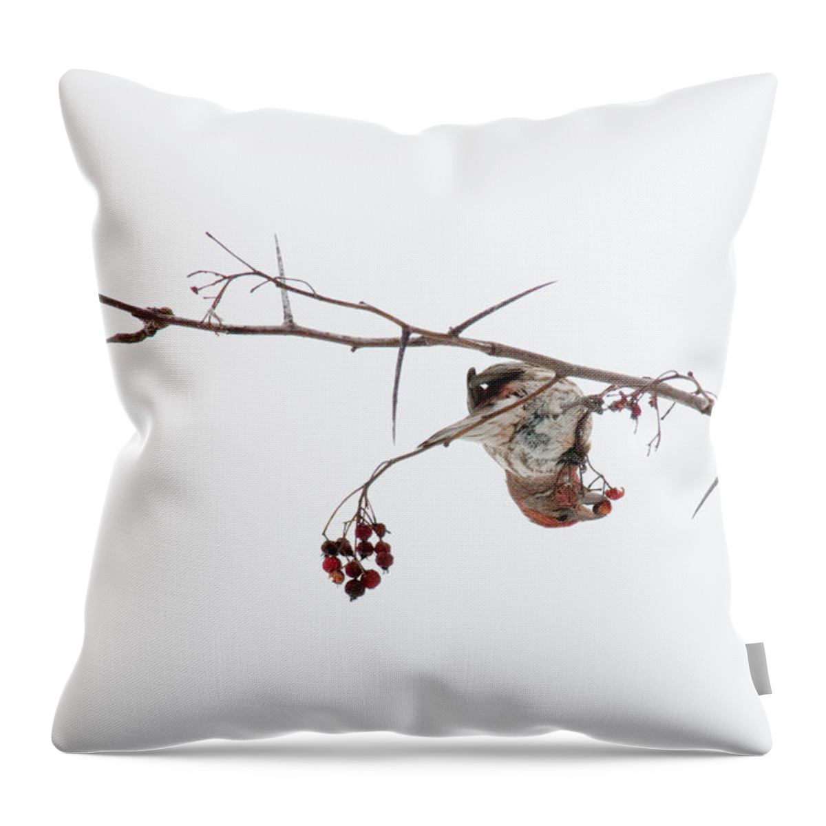 Bird Throw Pillow featuring the photograph Bird Eating Berry by David Arment