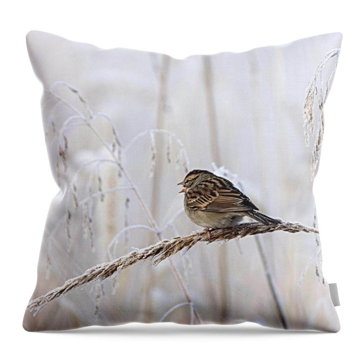 Birds Throw Pillow featuring the photograph Bird in first Frost by Paul Ross