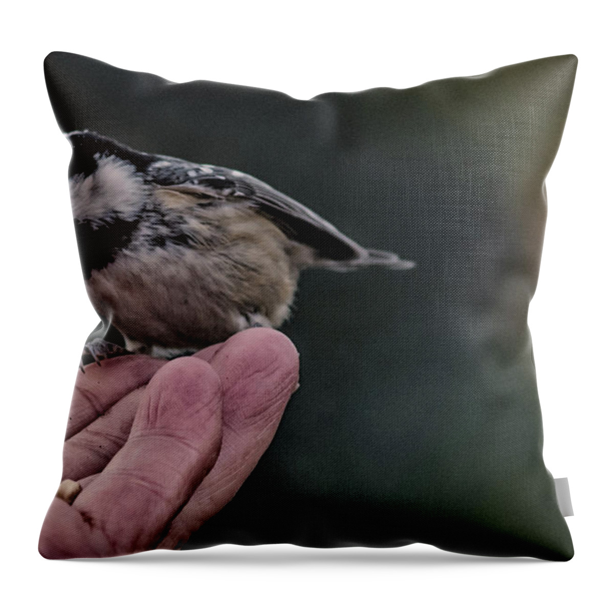 Wildlife Throw Pillow featuring the photograph Bird in the hand by Cliff Norton