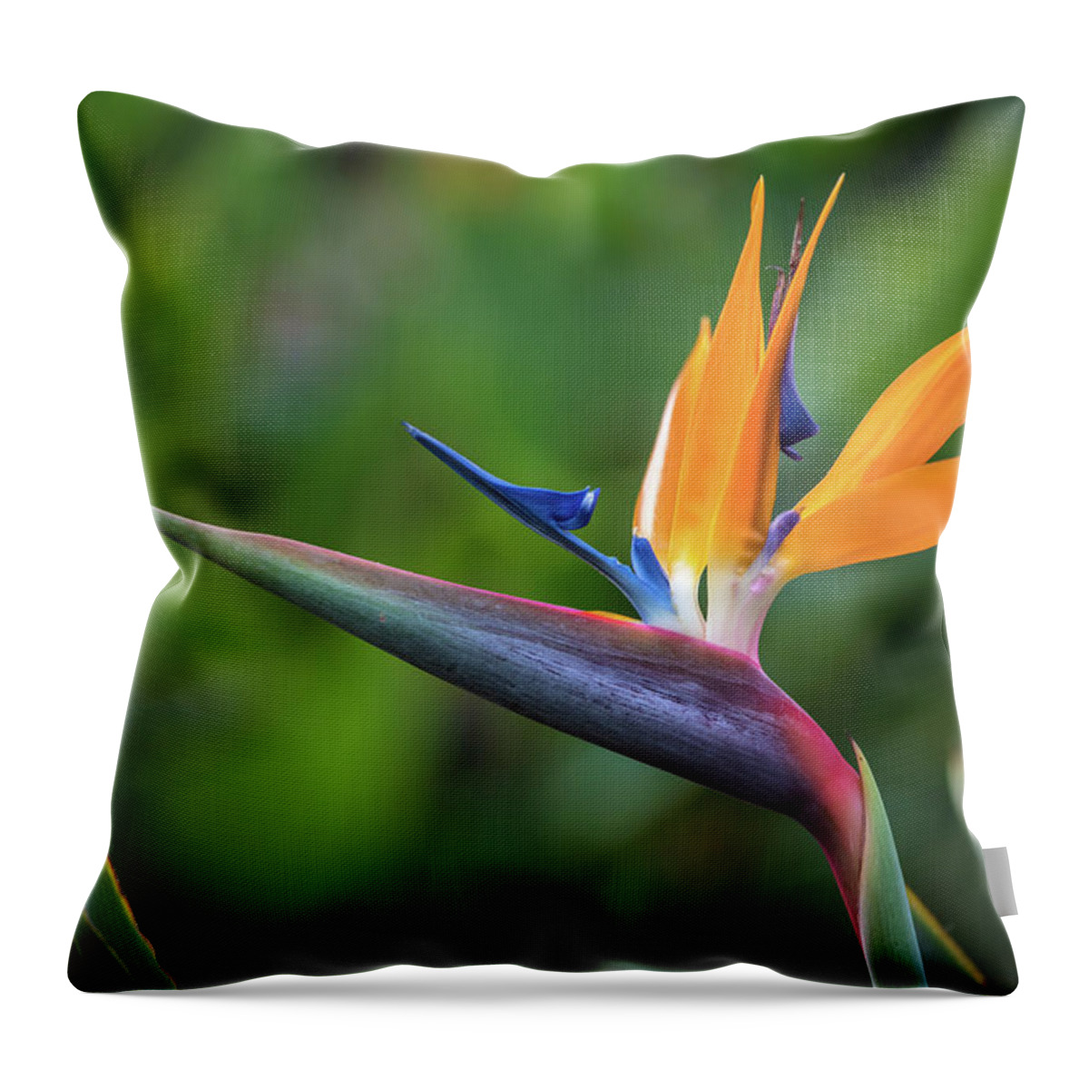 Bird Of Paradise Throw Pillow featuring the photograph Bird of Paradise Flower by Pierre Leclerc Photography