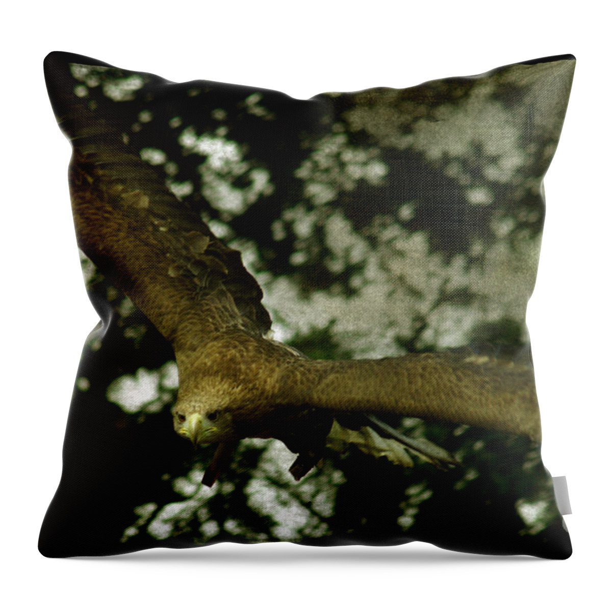 Eagle Throw Pillow featuring the photograph Bird Of Prey by Ang El