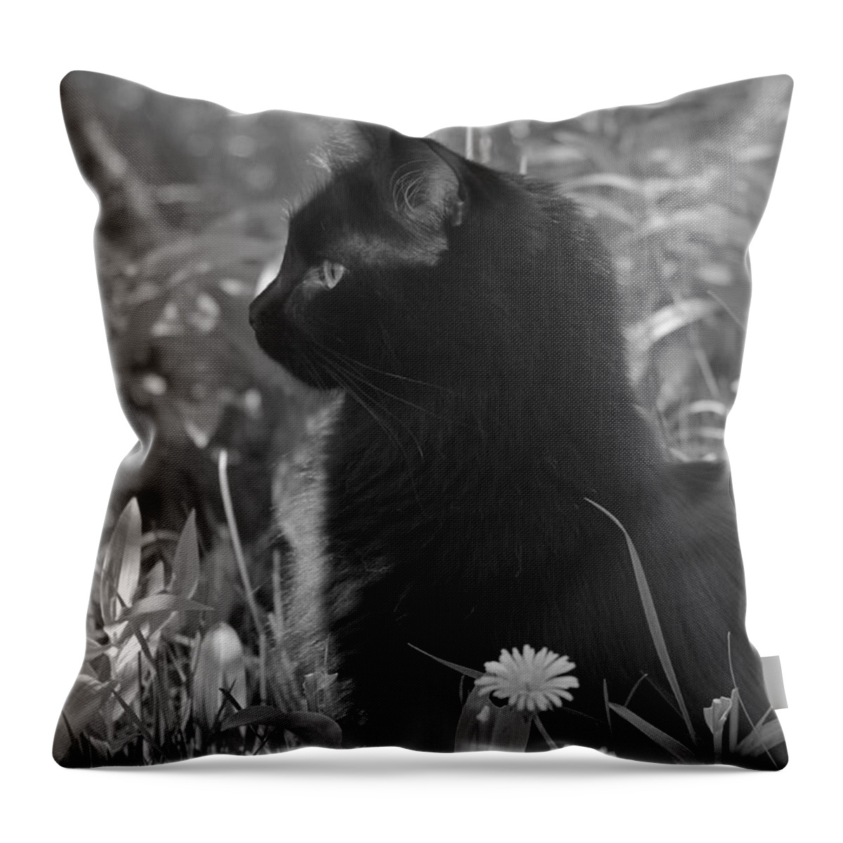 Cat Throw Pillow featuring the photograph Bird Watching by Karon Melillo DeVega