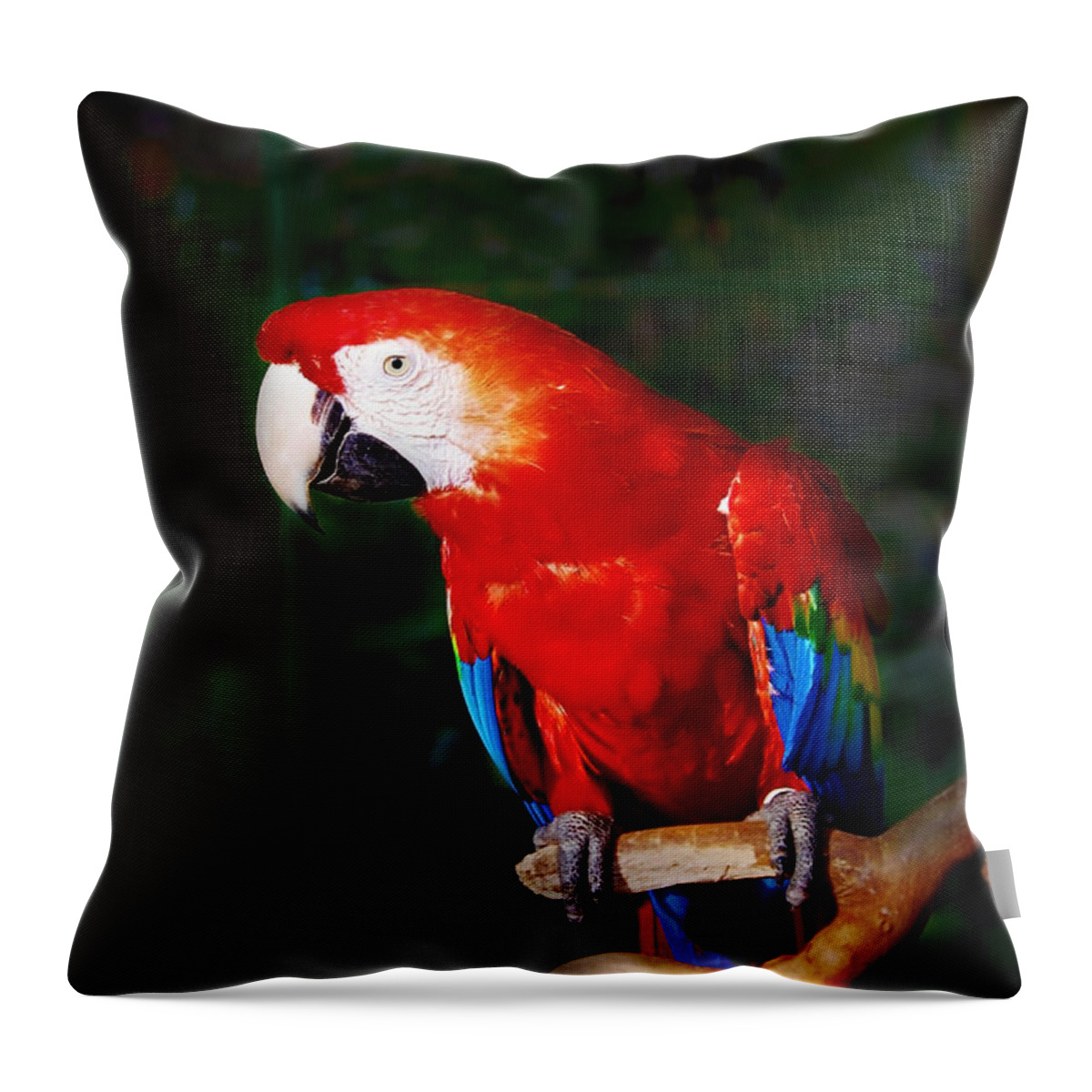 Bird Throw Pillow featuring the photograph Birdie by Charuhas Images