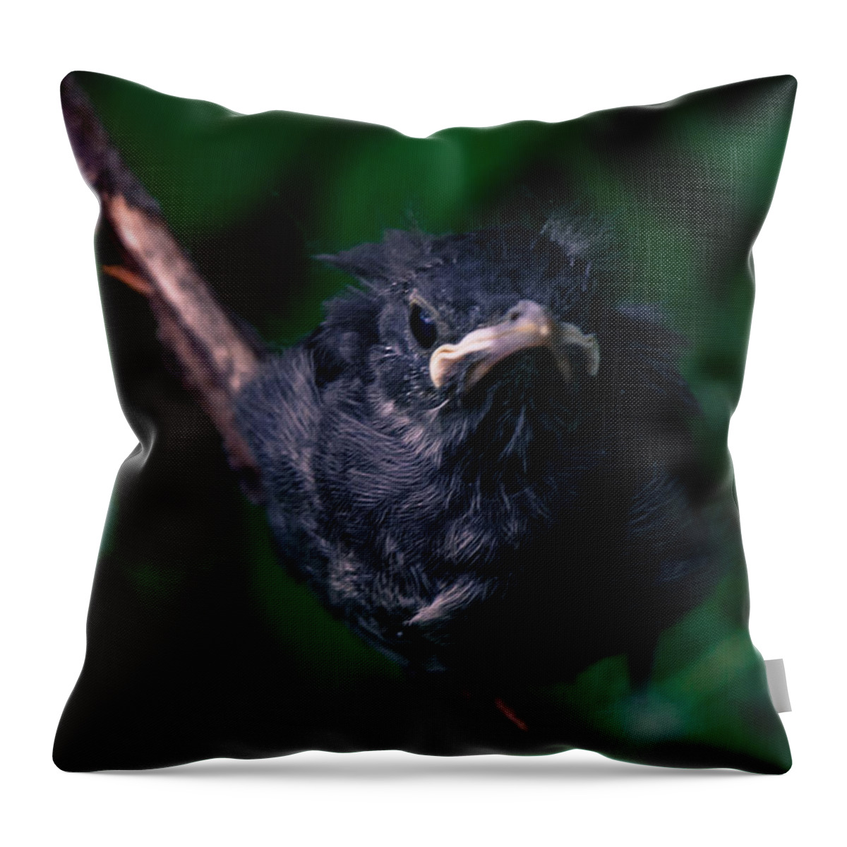 Bird Throw Pillow featuring the photograph Birdie by Kristin Hunt