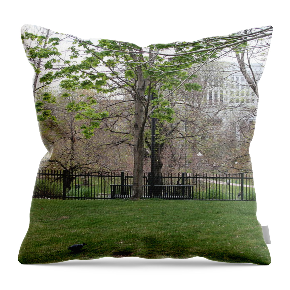 David S Reynolds Throw Pillow featuring the photograph Birds Can't Read by David S Reynolds