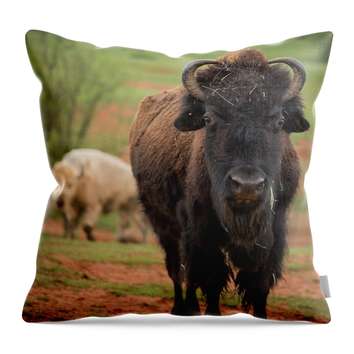 Bison Throw Pillow featuring the photograph Bison 6 by Joye Ardyn Durham