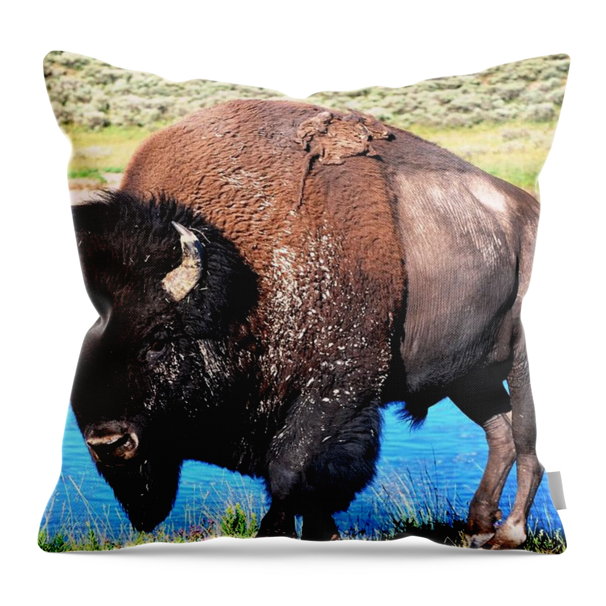 Bison Throw Pillow featuring the photograph Bison at Yellowstone by Matt Quest