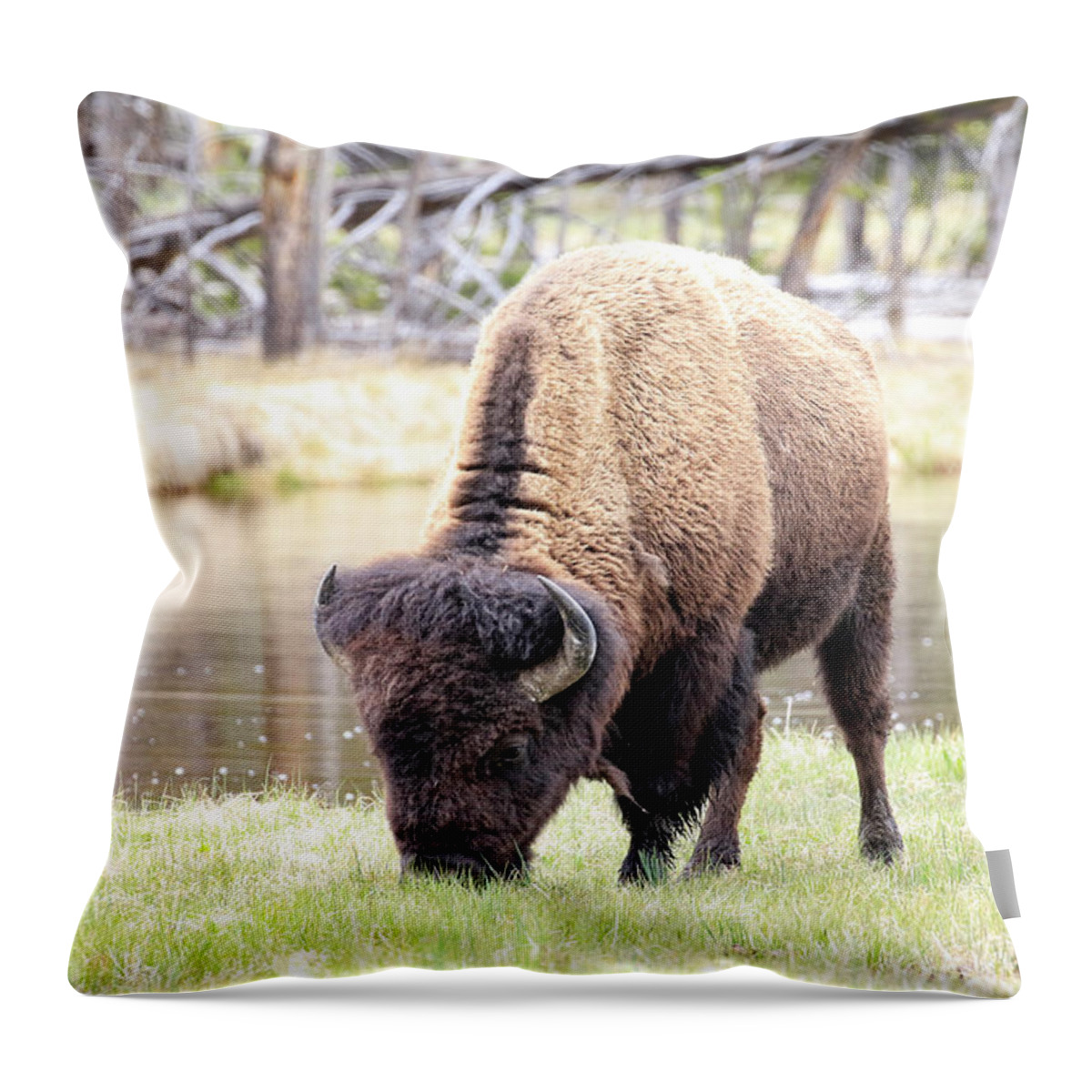 Bison Throw Pillow featuring the photograph Bison By Water by Steve McKinzie
