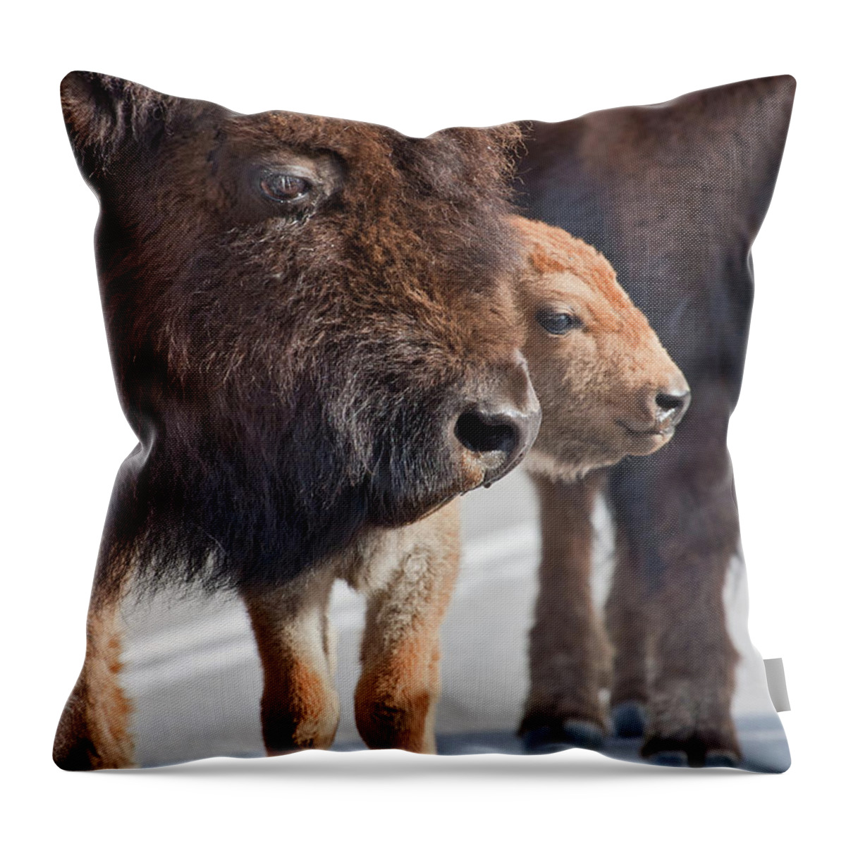 Buffalo Throw Pillow featuring the photograph Bison Family by Wesley Aston
