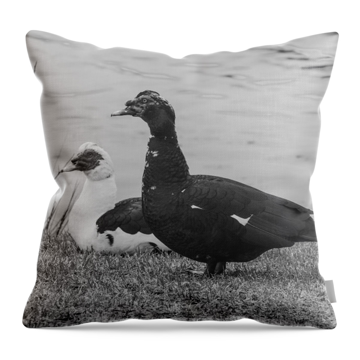 Black And White Throw Pillow featuring the photograph Black and White 10 by Jimmy McDonald