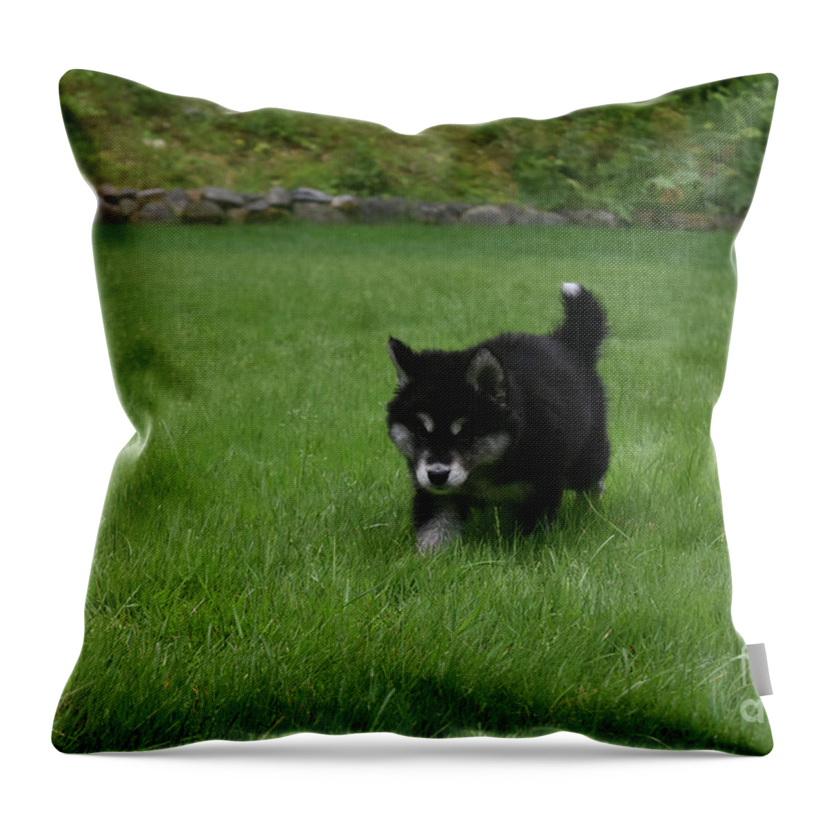 Alusky Throw Pillow featuring the photograph Black and White Alusky Puppy Walking in a Grass Yard by DejaVu Designs
