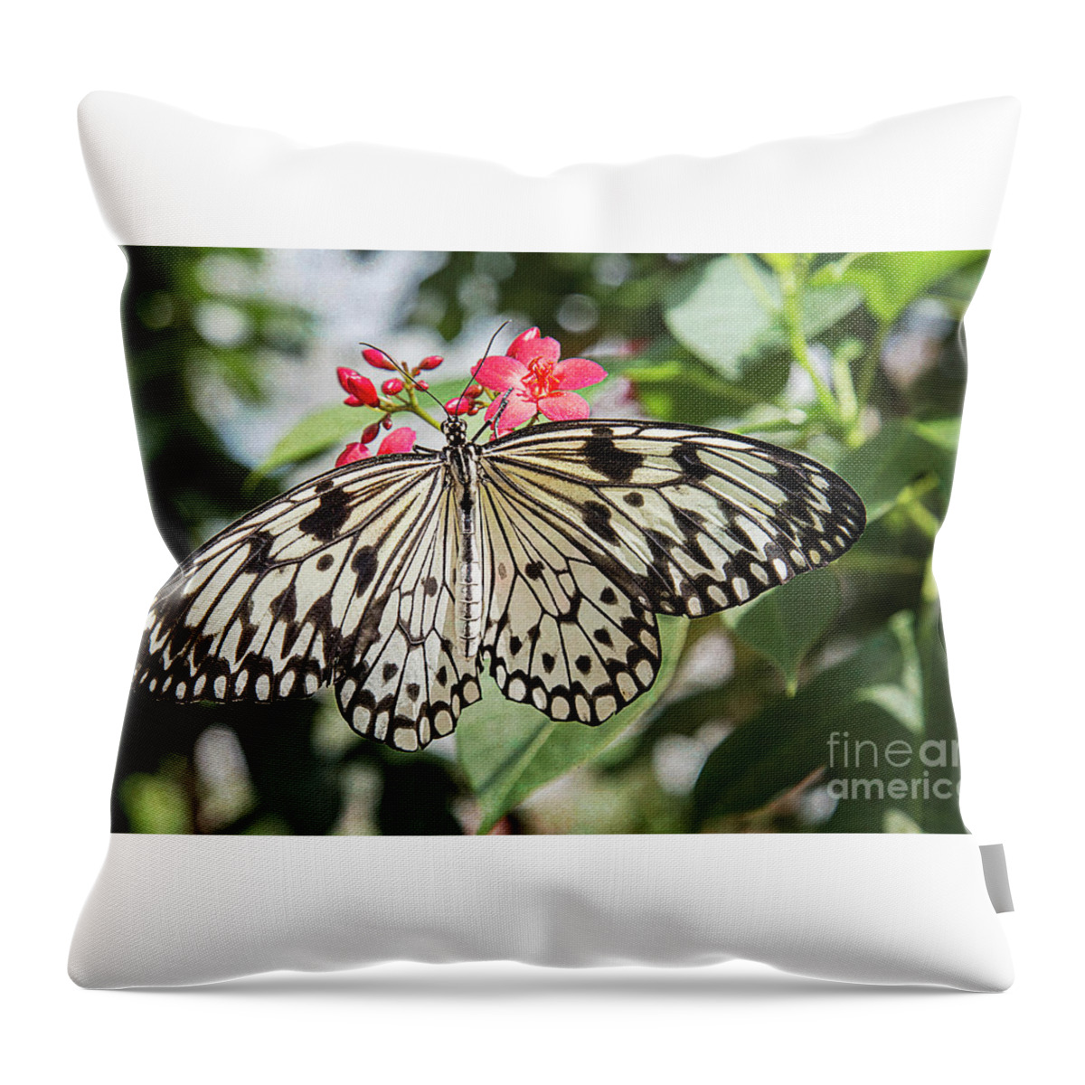 Rice Paper Butterfly Throw Pillow featuring the photograph Black and White Butterfly by Elisabeth Lucas