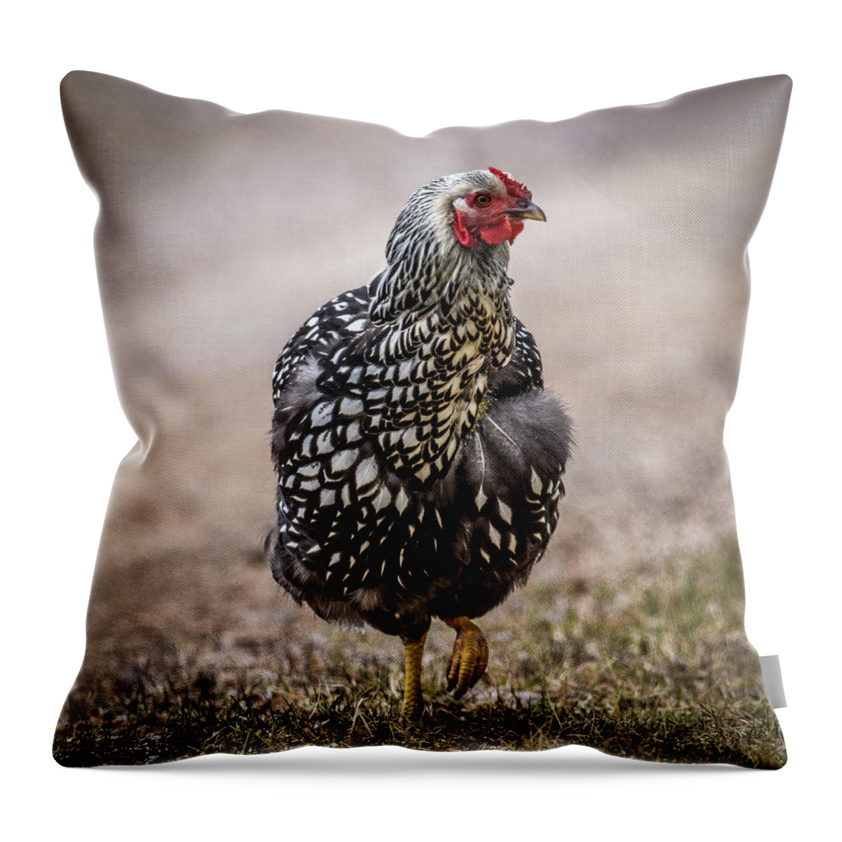 Hen And Chicks Throw Pillow featuring the photograph Black and White Chicken by Paul Freidlund