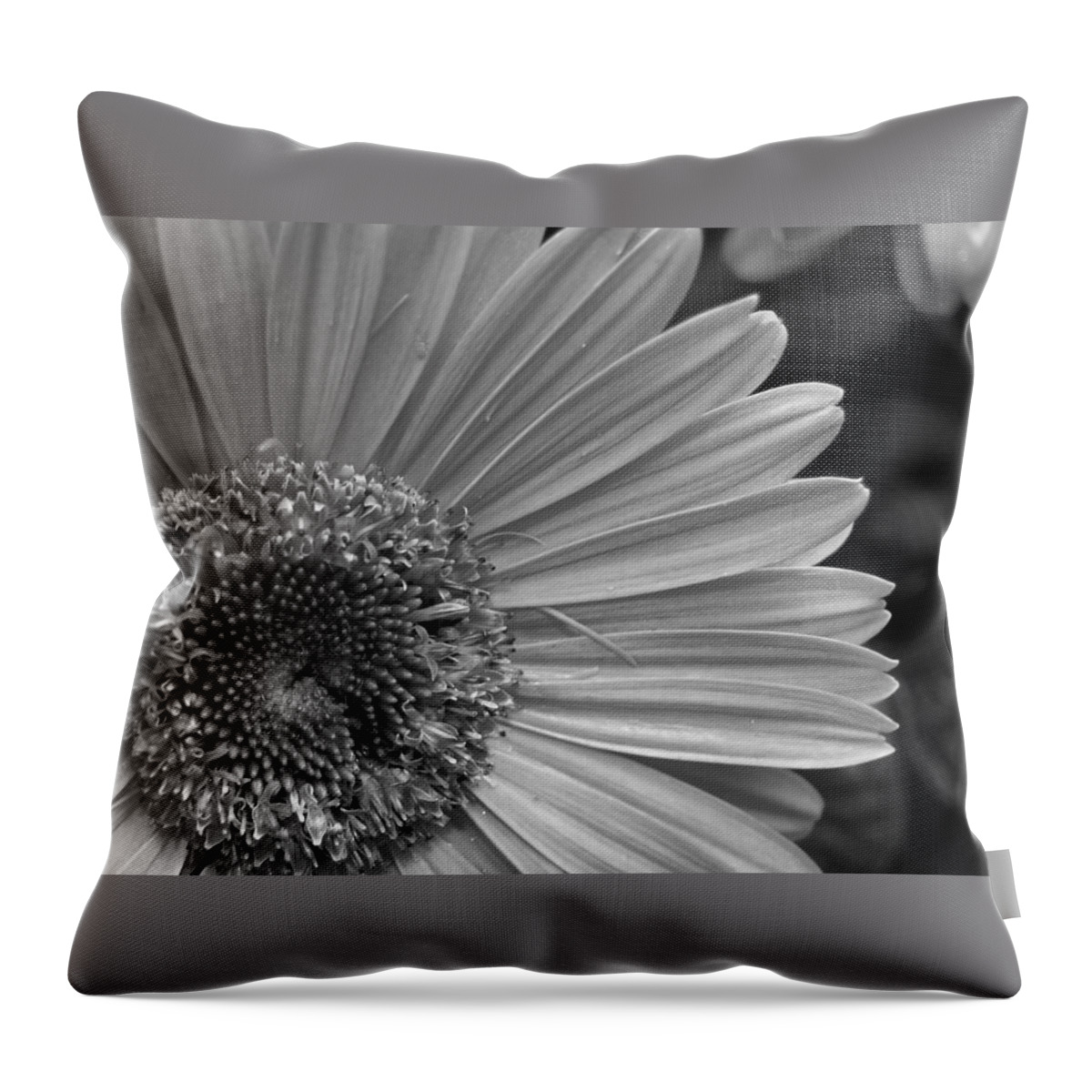 Flower Throw Pillow featuring the photograph Black and White Gerber Daisy 5 by Amy Fose