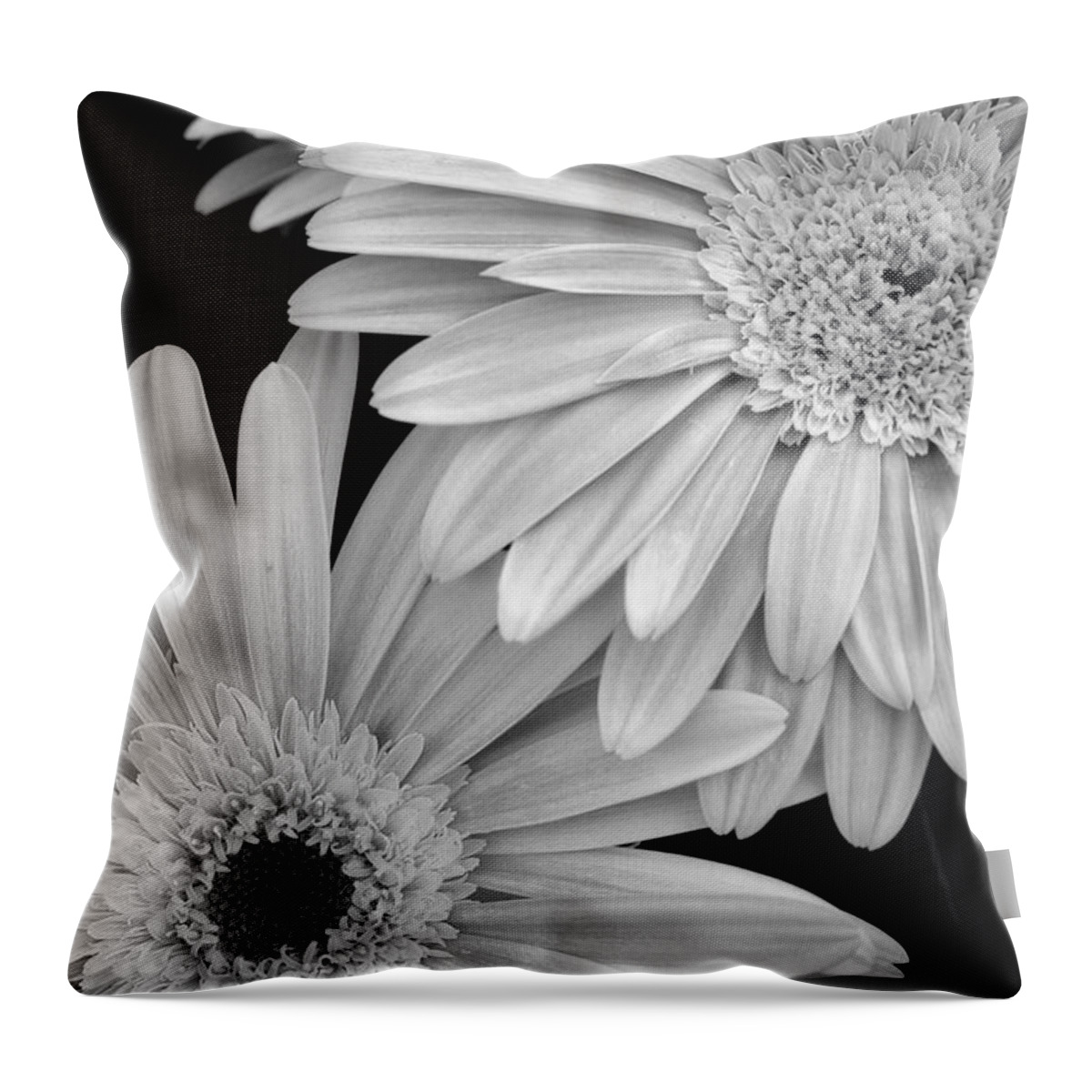 Flower Throw Pillow featuring the photograph Black and White Gerbera Daisies 1 by Amy Fose