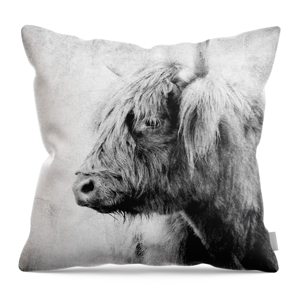 Scottish Highland Cattle Throw Pillow featuring the photograph Black And White Highlander Cow by Athena Mckinzie