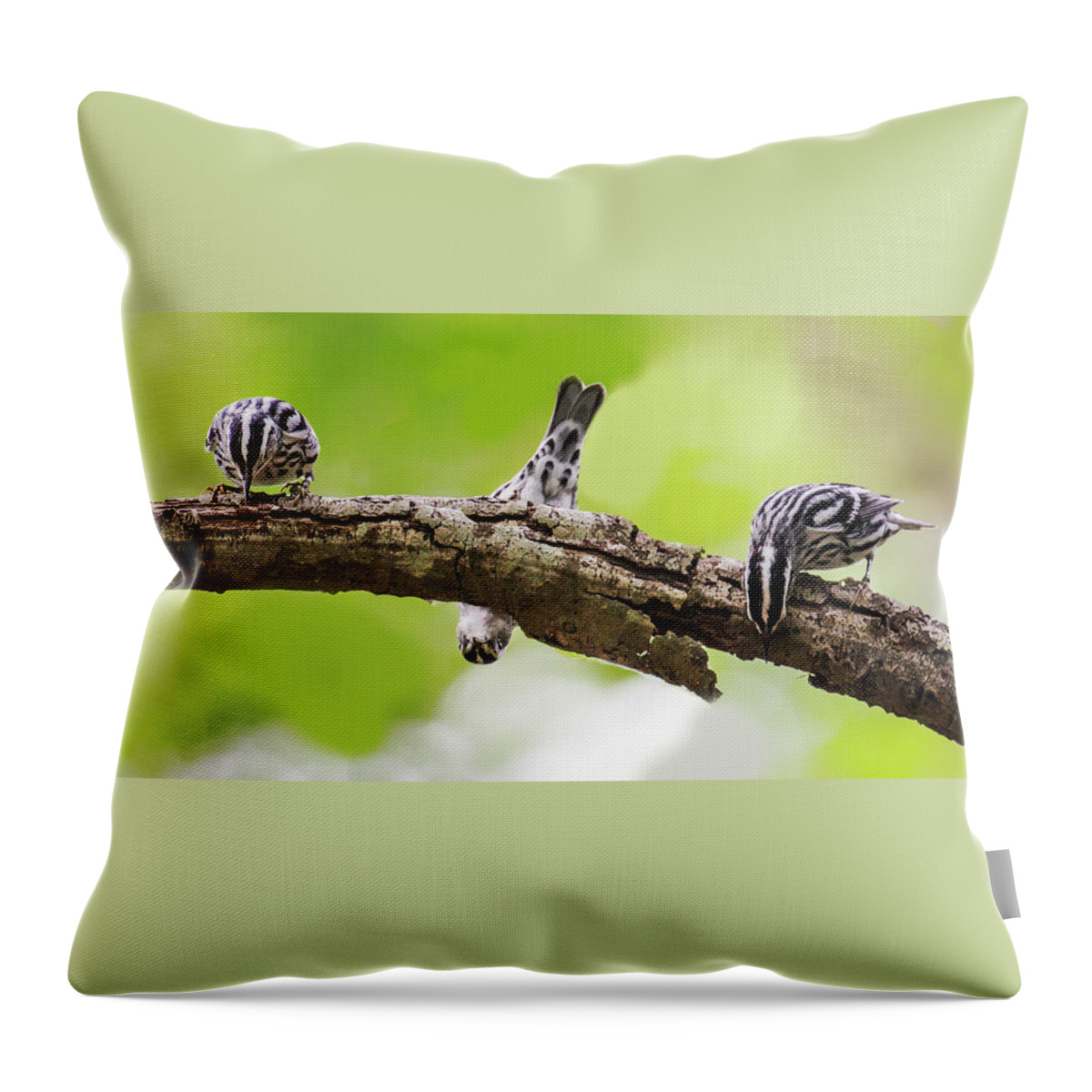 Black-and-white Warblers Throw Pillow featuring the photograph Black-and-white Warbler 2016 11 by Jim Dollar