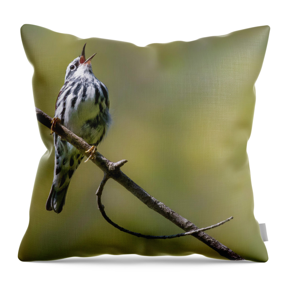 Black And White Warbler Throw Pillow featuring the photograph Black and White Warbler by Bill Wakeley