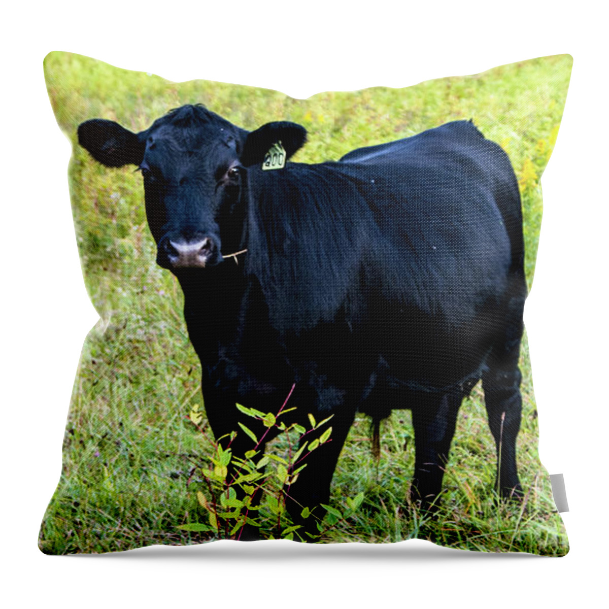 Angus Throw Pillow featuring the photograph Black Angus Steer by Kevin Gladwell