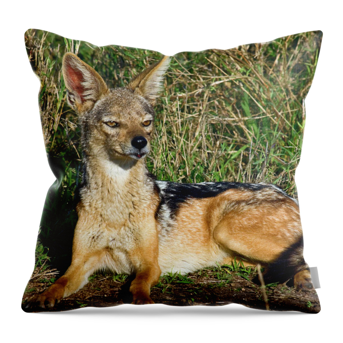 Black-backed Jackal Throw Pillow featuring the photograph Black-backed Jackal by Sally Weigand