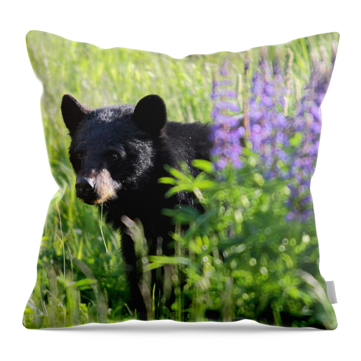 Black Throw Pillow featuring the photograph Black bear hiding behind lupines by Pierre Leclerc Photography
