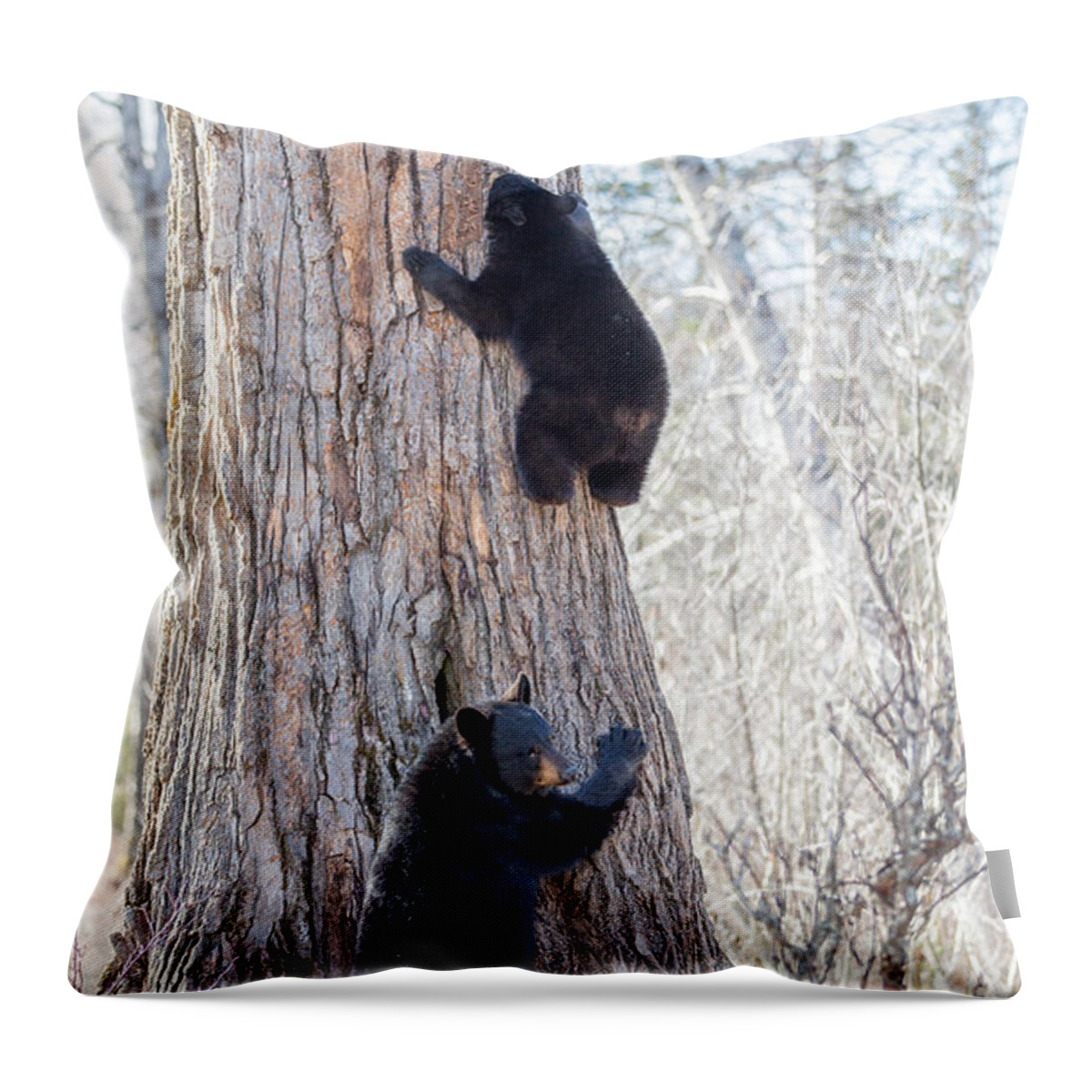 Sam Amato Photography Throw Pillow featuring the photograph Black Bear Sow and Cub by Sam Amato