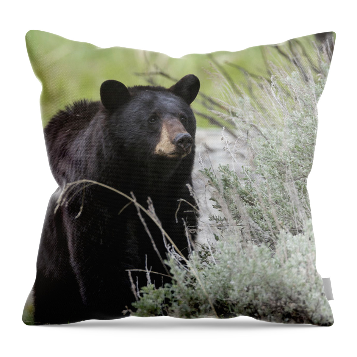 Ursus Throw Pillow featuring the photograph Black Bear Sow by David Watkins