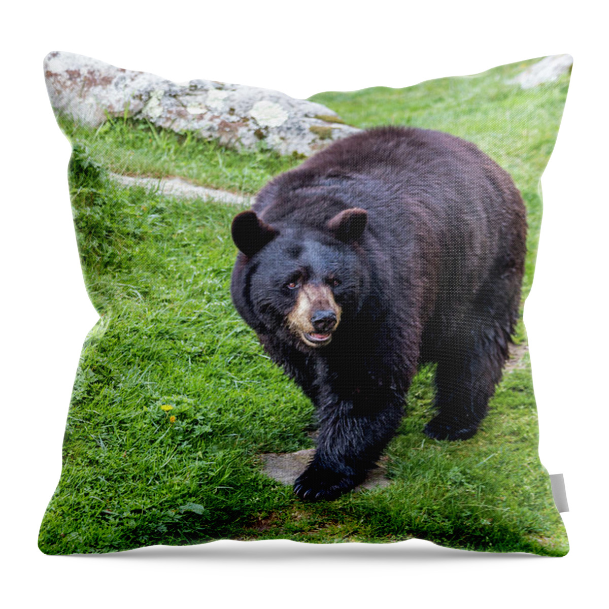 Bear Throw Pillow featuring the photograph Black Bear by Susie Weaver