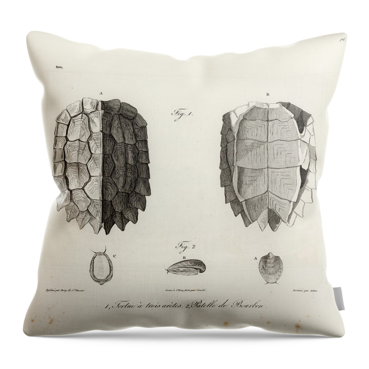 Leaf Turtle Throw Pillow featuring the drawing Black-Breasted Leaf Turtle by J B Bory de Saint Vincent