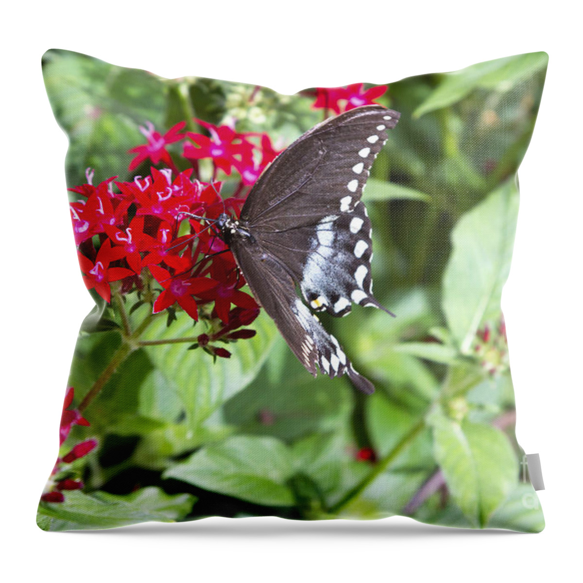 Butterfly Throw Pillow featuring the photograph Black Butterfly Feeding on Red Flower by Karen Foley