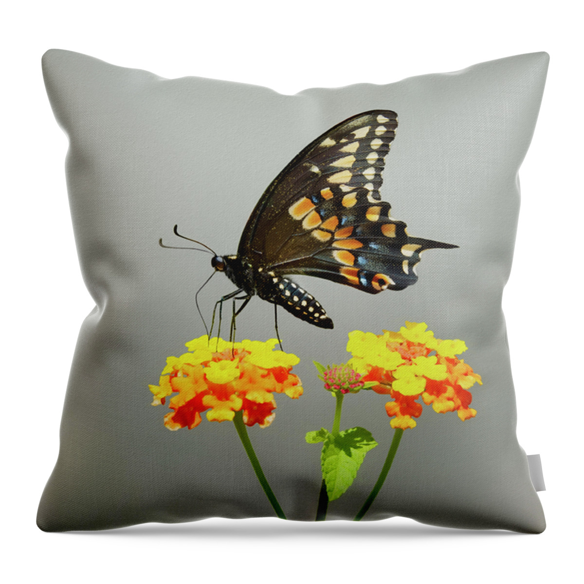 Black Butterfly Throw Pillow featuring the photograph Black Butterfly by Steven Michael