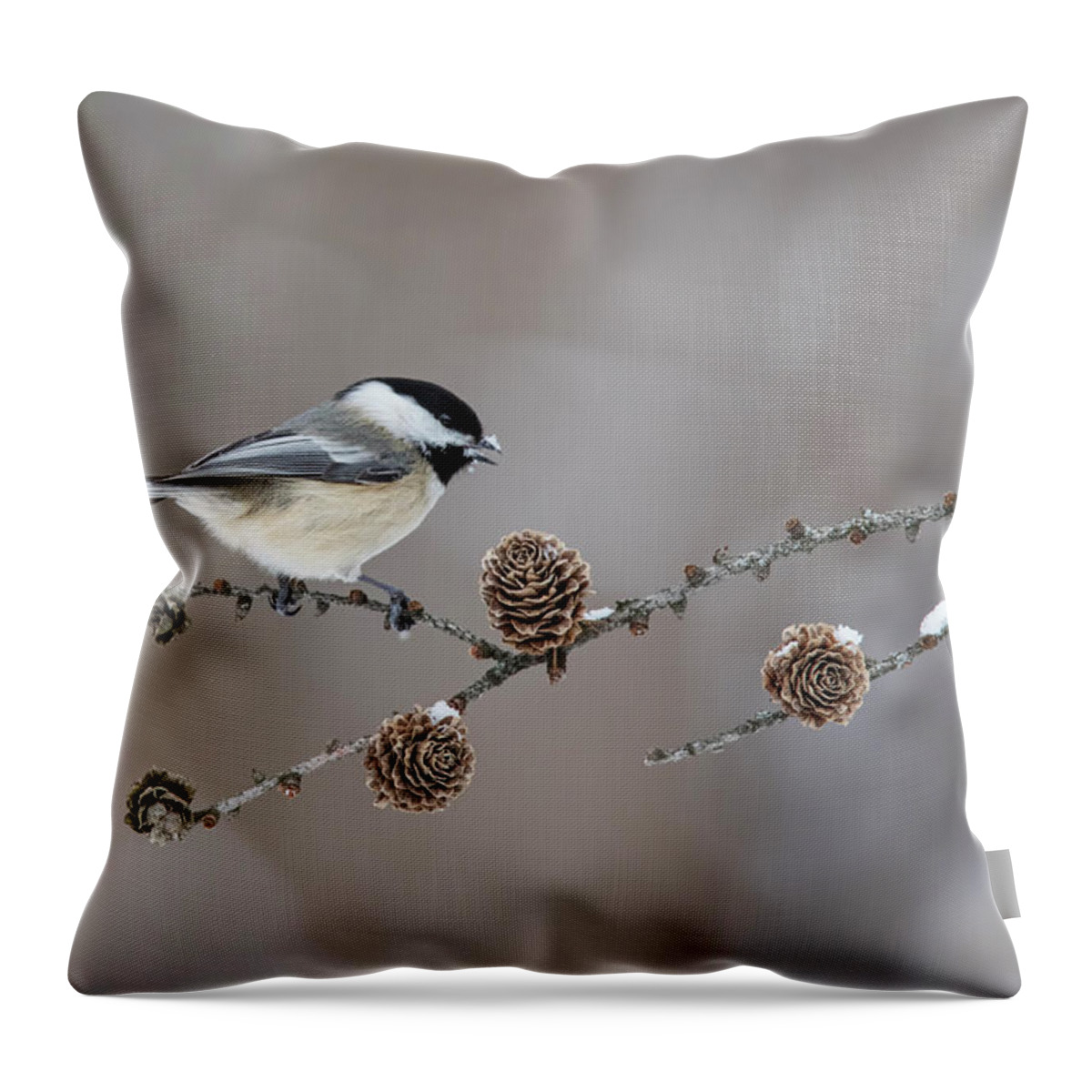 Black-capped Throw Pillow featuring the photograph Black-capped Chickadee by Mircea Costina Photography