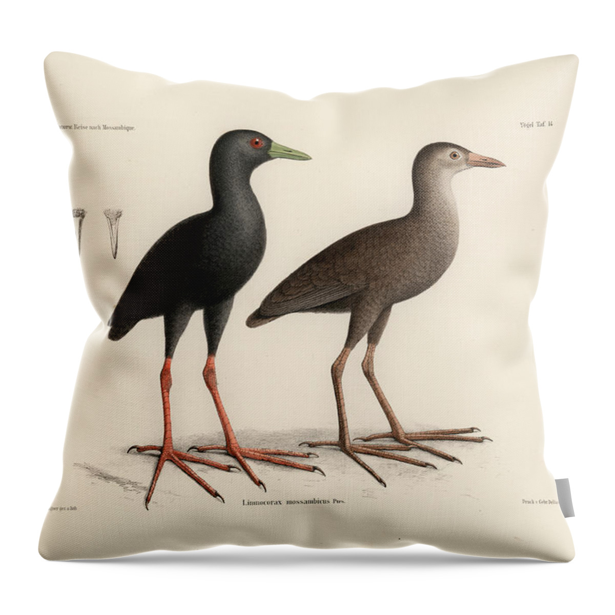 Black Crake Throw Pillow featuring the drawing Black Crake, Zapornia flavirostra by J D L Franz Wagner