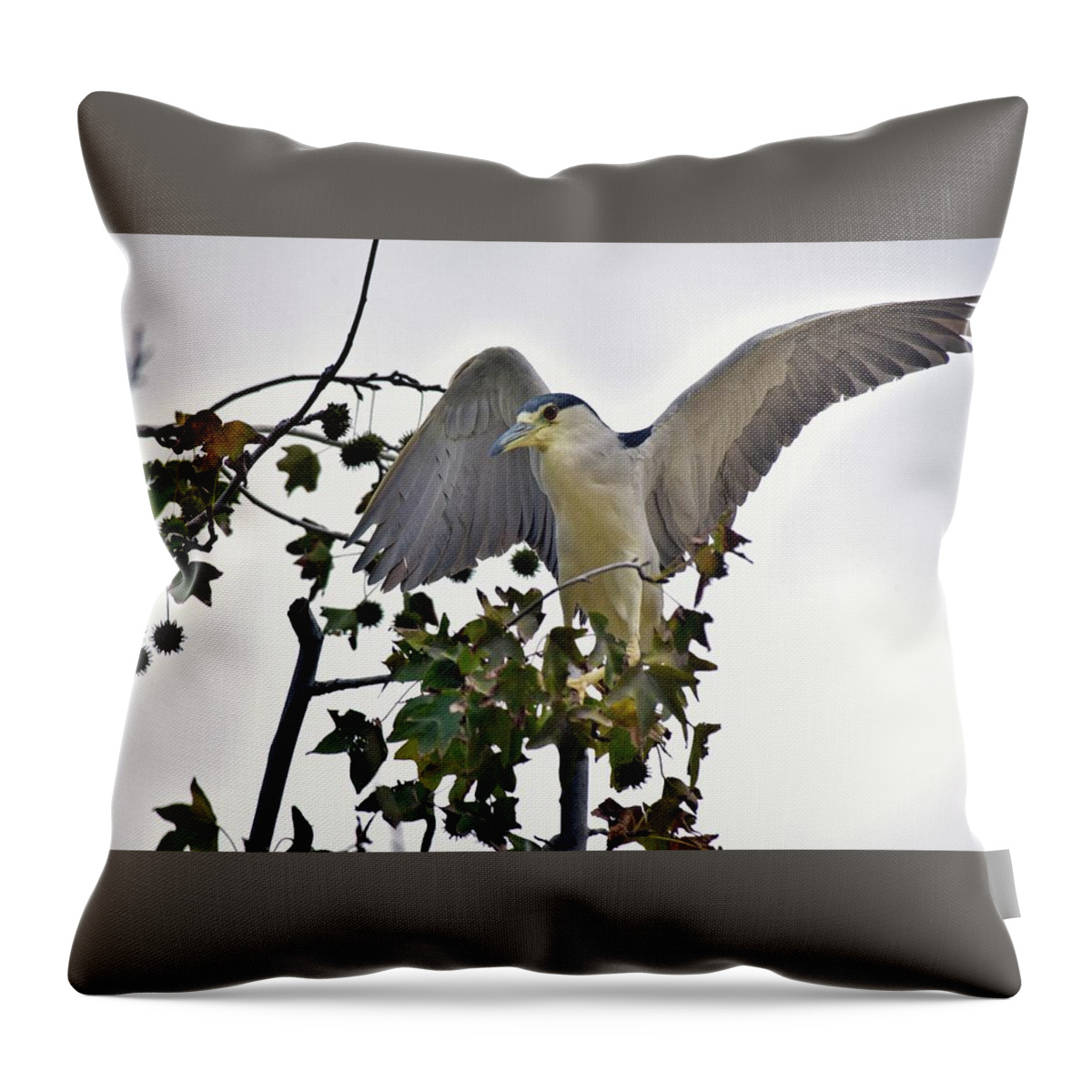 Linda Brody Throw Pillow featuring the photograph Black Crowned Night Heron 1 by Linda Brody